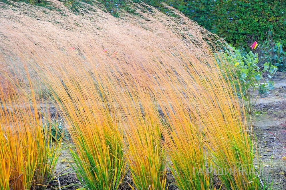 Молиния Еллоу Пайп