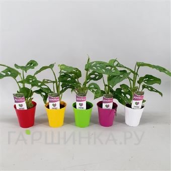 Монстера Манки Мэск в цветном кашпо