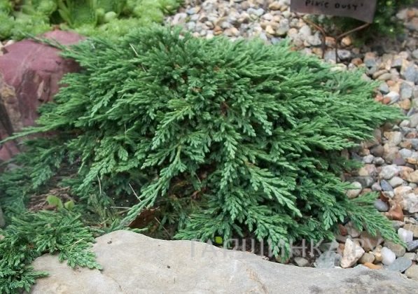 Можжевельник горизонтальный Панкейк