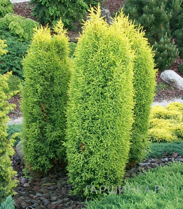 Можжевельник обыкновенный Голд Кон