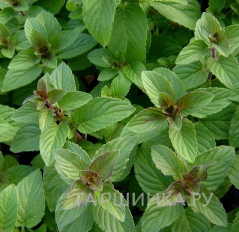 Мята Хиларис Свит Лемон