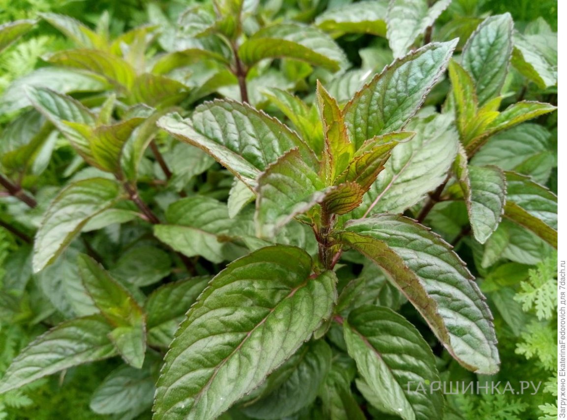 Мята Цитаро