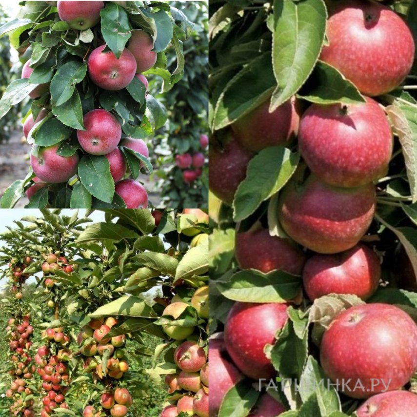 Комплект колоновидных яблонь