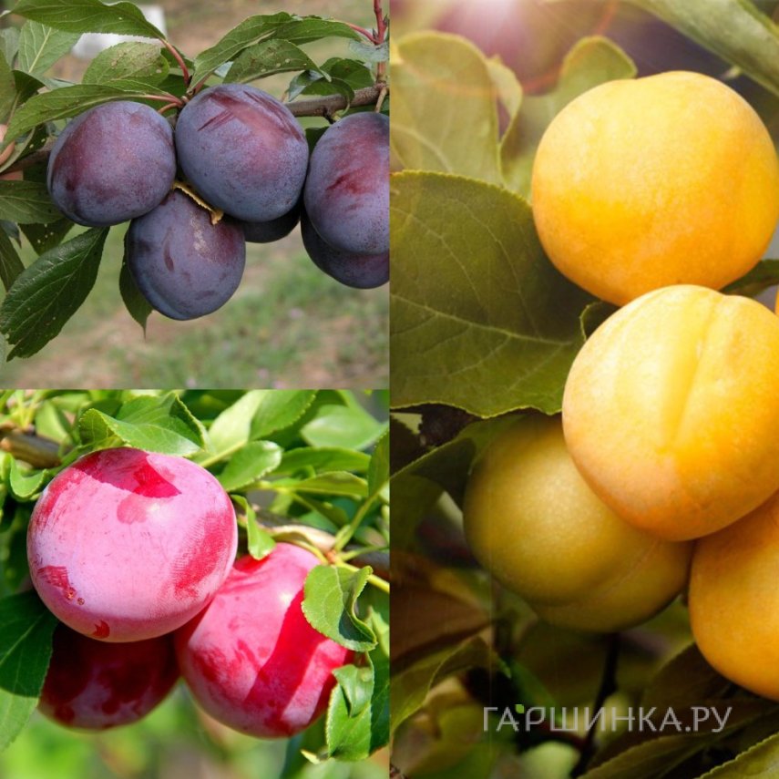 Комплект разноцветной сливы