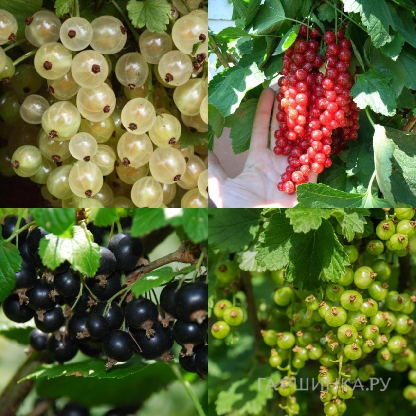 Комплект  смородины "Разноцветный"