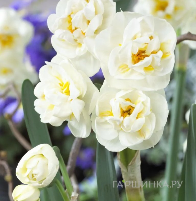 Нарцисс Брайд махровый 5шт