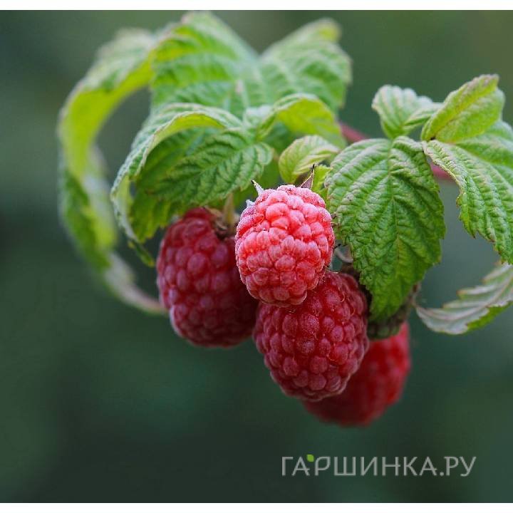 Малина Радзиева красная