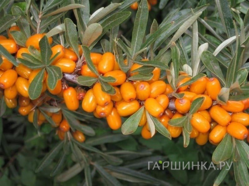 Облепиха Перчик