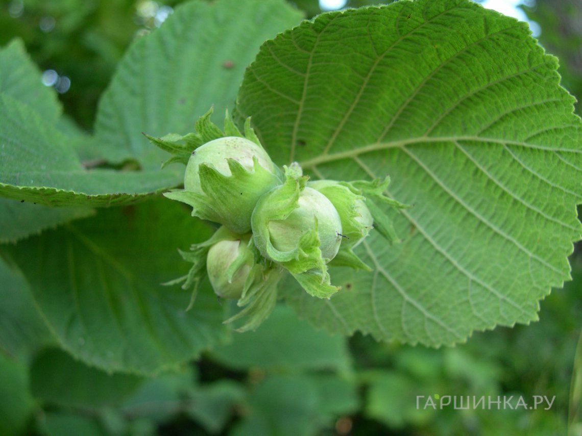 Лещина обыкновенная (фундук) Олбзуми зе Халле
