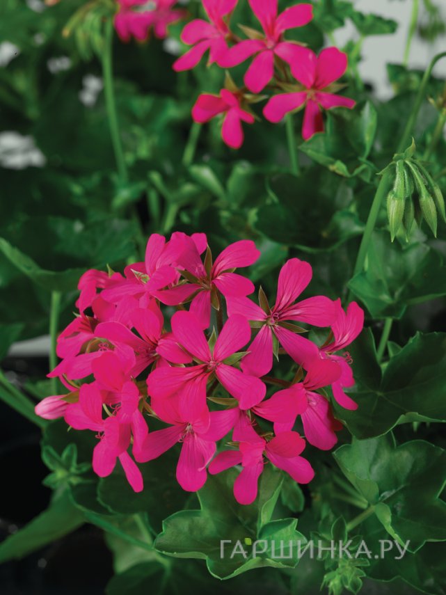 Пеларгония плющелистная Toscana Balcon Dark Pink