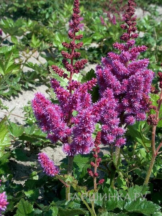Астильба китайская Пепл Глори