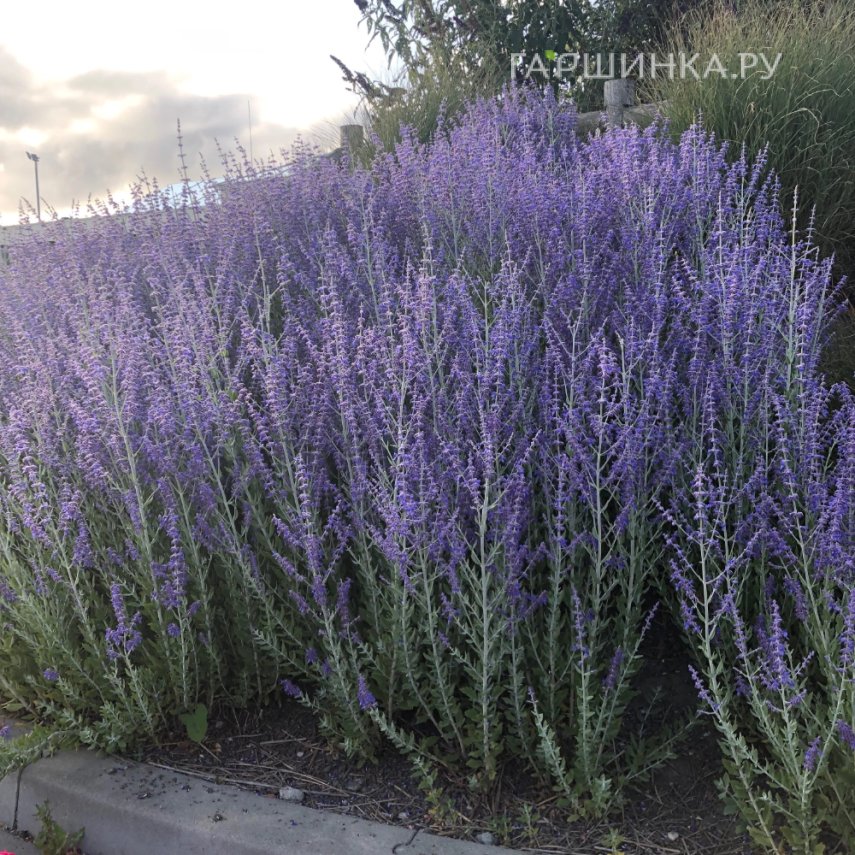 Перовския Блу Спайр