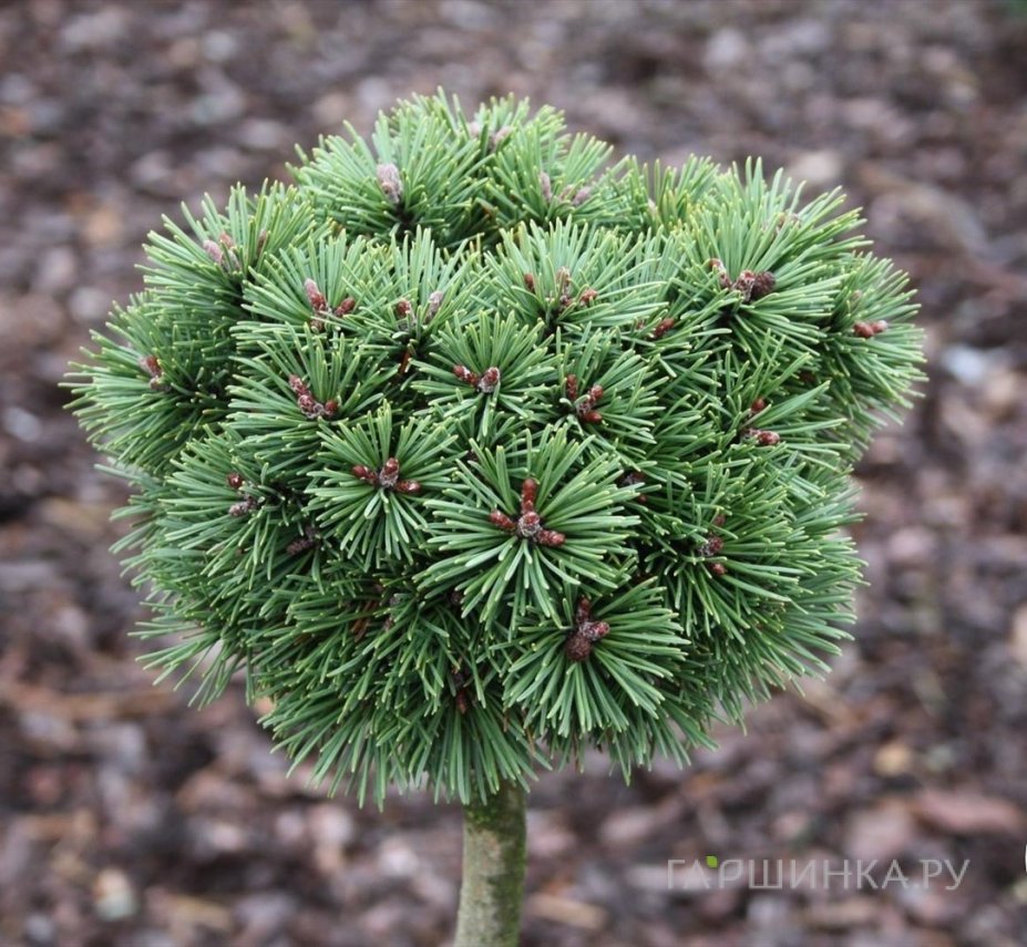 Сосна горная Бенджамин на штамбе 40 см