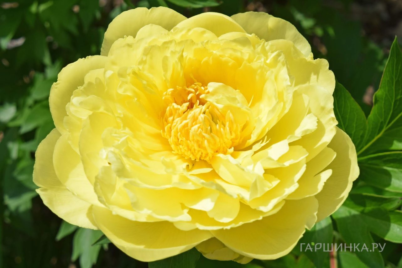 Пион Еллоу Дабл Денди (ИТО)