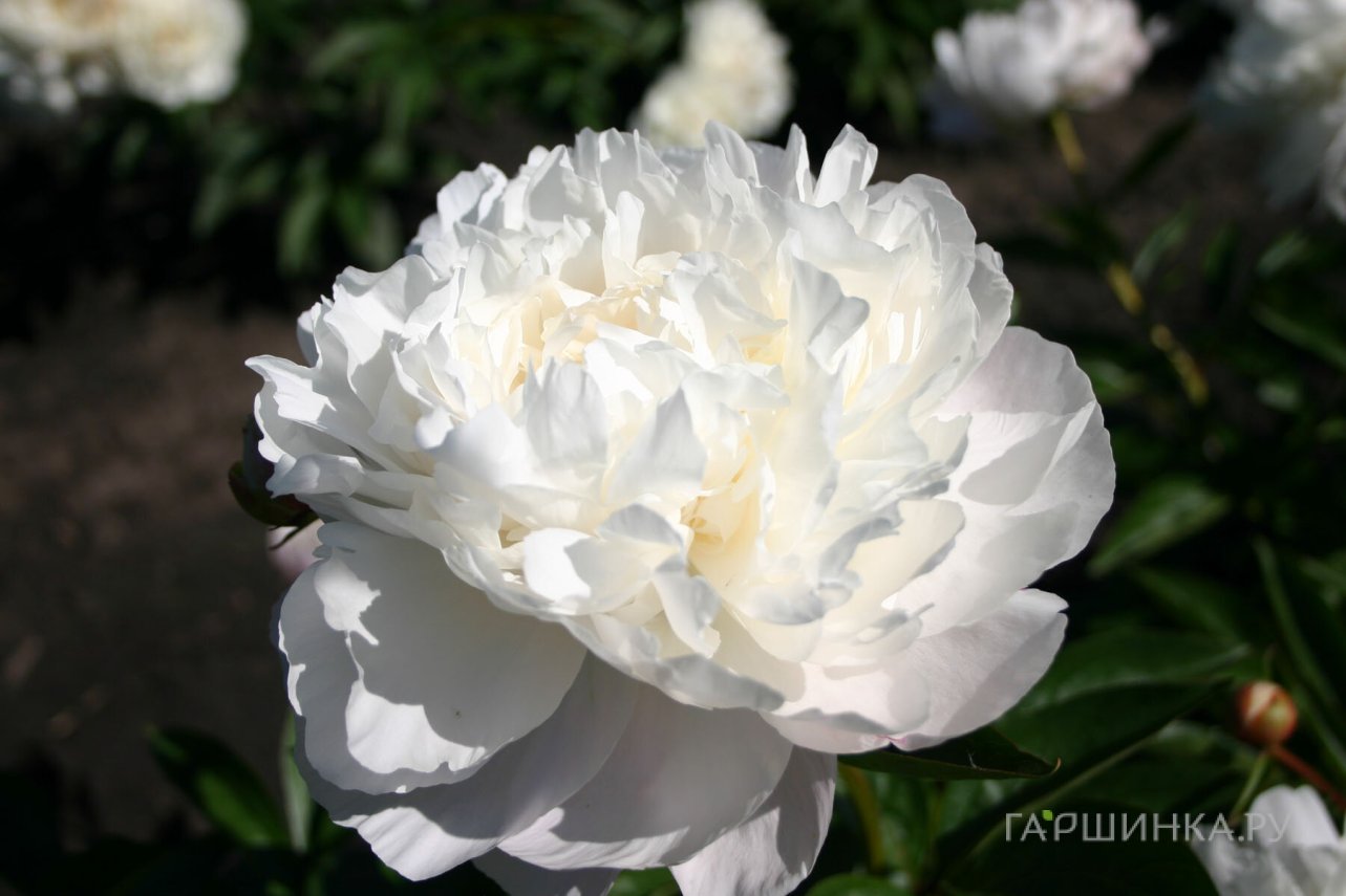 Пион Амалия Олсон