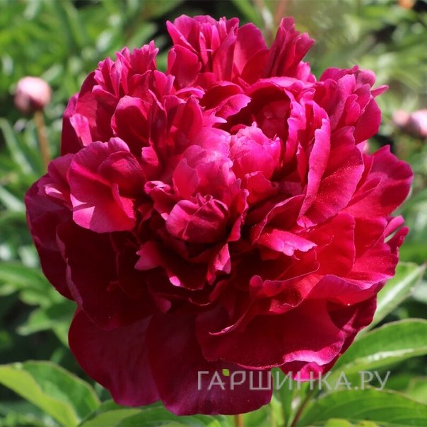 Пион Армани