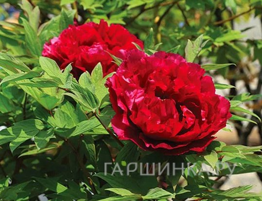 Пион Алые паруса древовидный