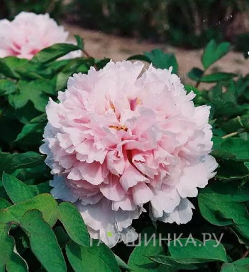 Пион Букет Розовых Гвоздик древовидный розовый