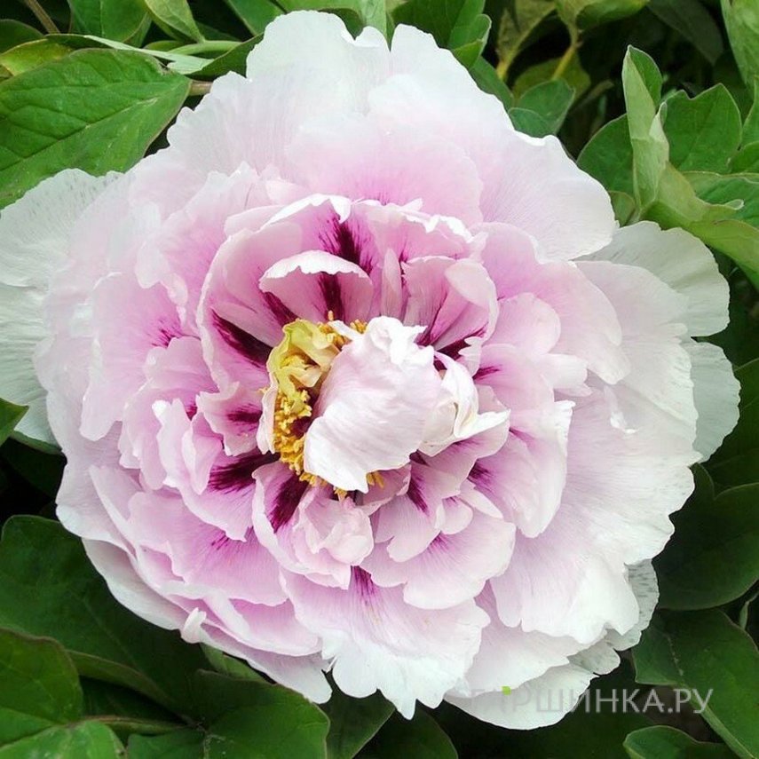 Пион Голубой лотос древовидный