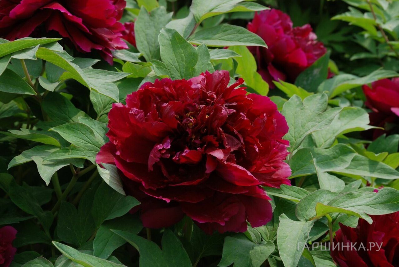 Пион Красные облака древовидный фиолетовый