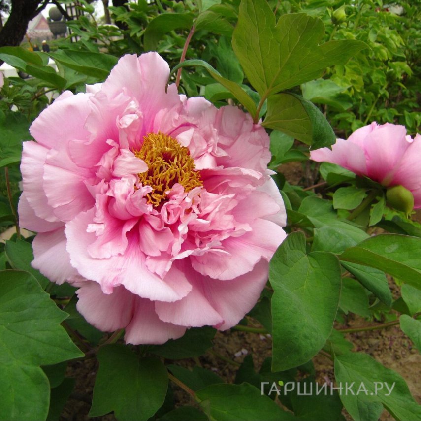 Пион древовидный Розовая точка