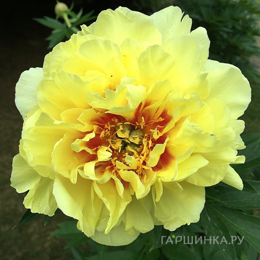 Пион Йеллоу Краун древовидный