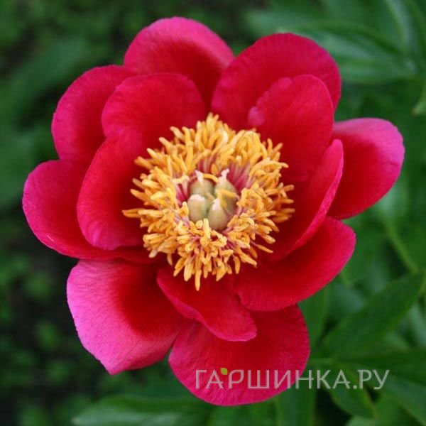 Пион Фейри Принцесс