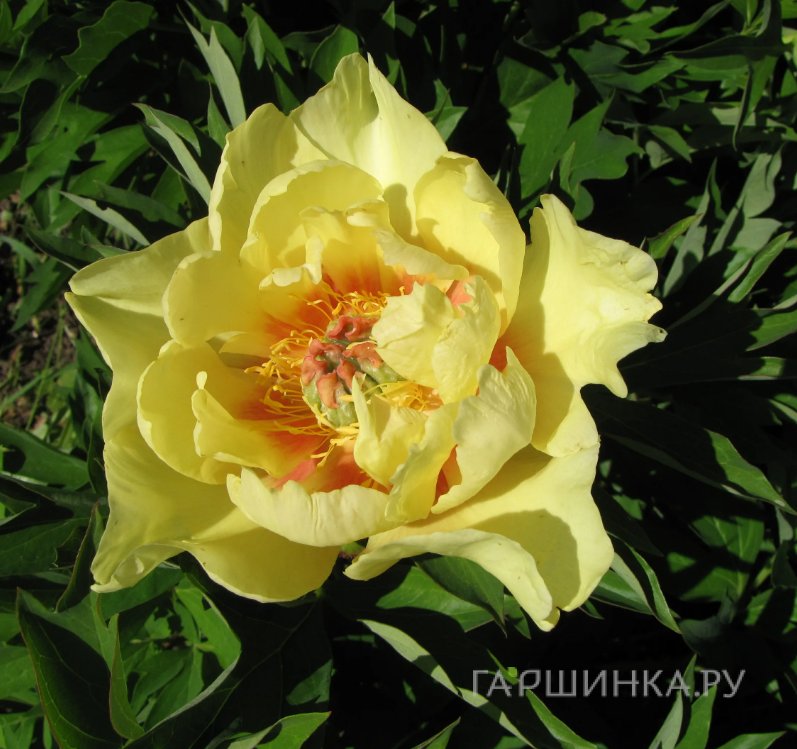 Пион гибридный Sunshine