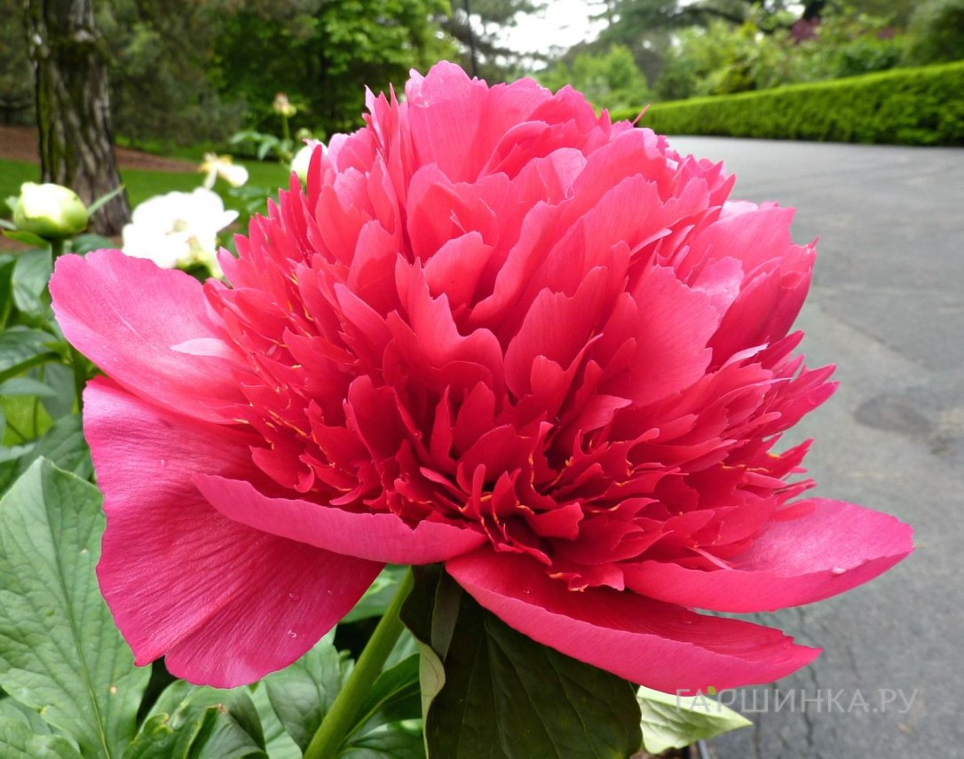 Пион Мени Хеппи Ретурнс