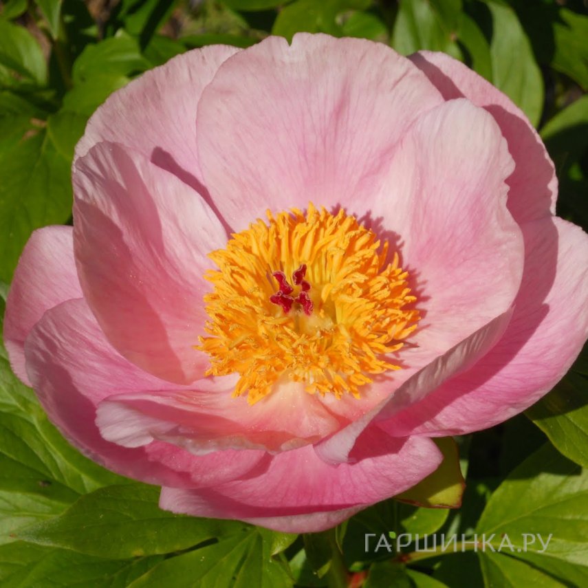 Пион Розэлетте