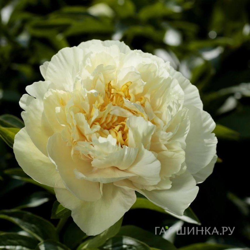 Пион Санни Герл