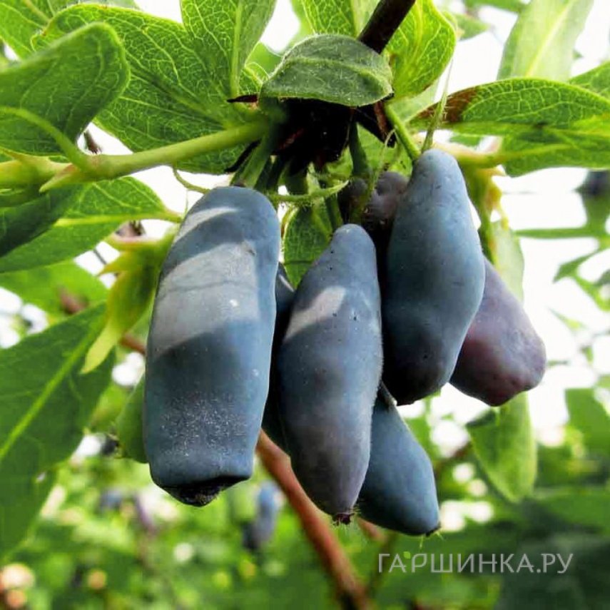 Жимолость Пушкинская