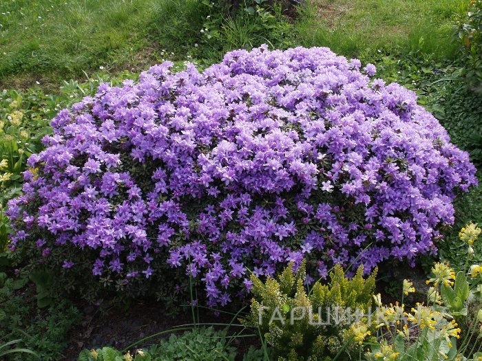 Рододендрон плотный Рамапо
