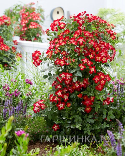 Роза Эверглоу Руби историческая (лиц)