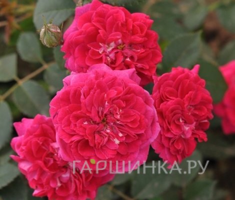 Роза Кримсон Пикси, Фено Гено (лиц)