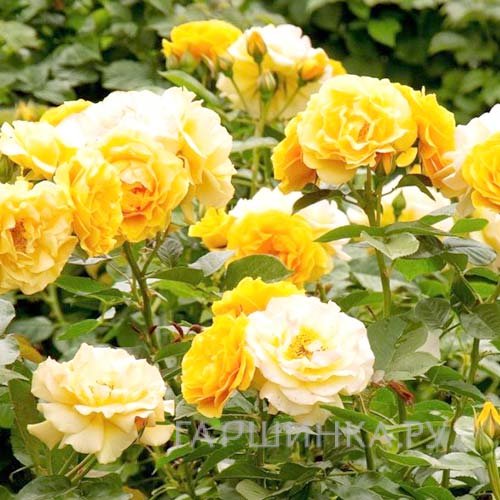 Роза Артур Белл, Викс (лиц)