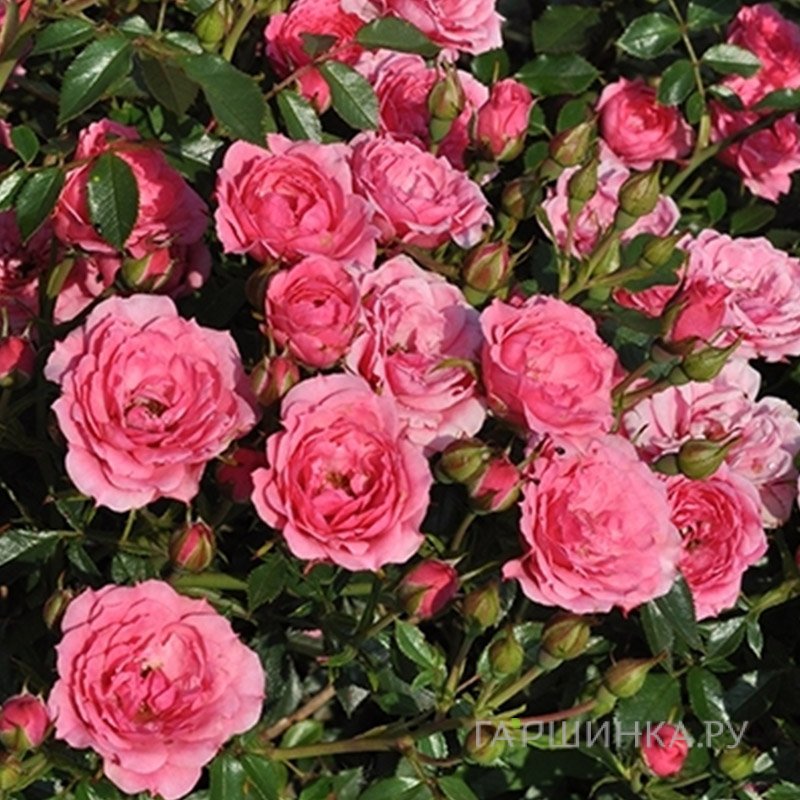 Роза Астерия Пикси, Фено Гено (лиц)