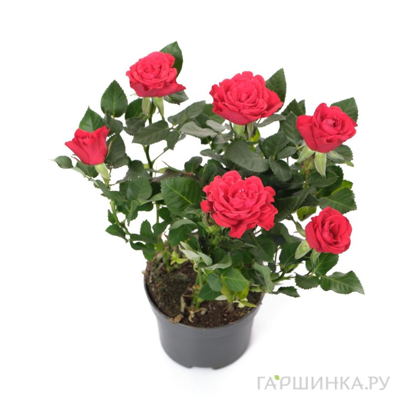 Роза кордана Красная Мерседес