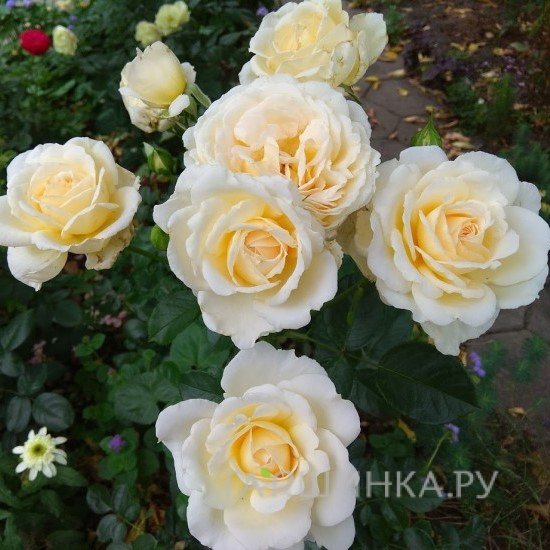 Роза Крем Абанданс, Харкнесс (лиц)