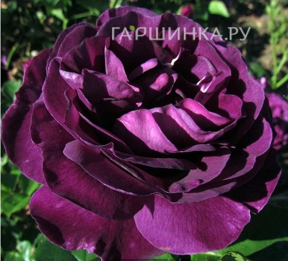 Роза Минерва, Vissers (лиц)