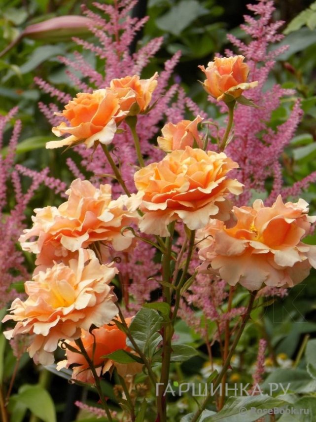 Роза Пако Рабанн, НИРП (лиц)