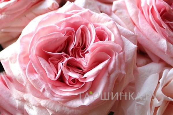 Роза Охара, Vissers (лиц)