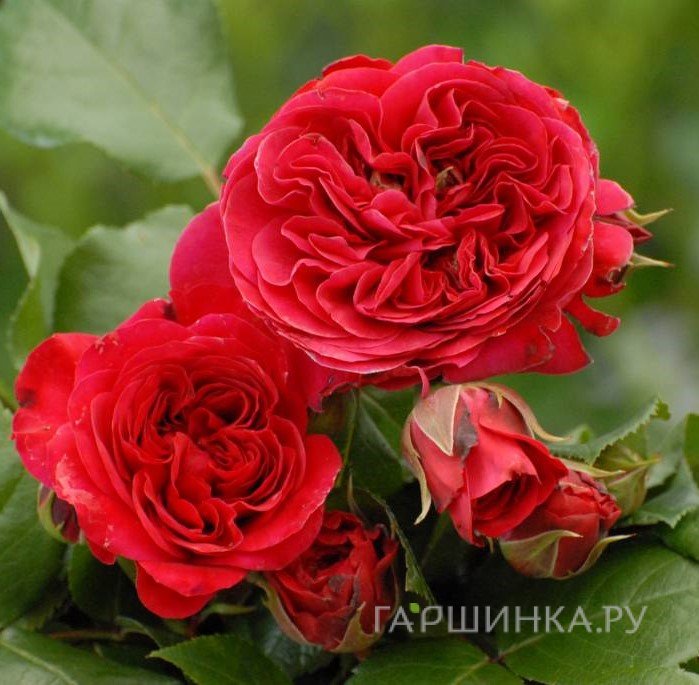 Роза Ред Леонардо да Винчи флорибунда, Top Roses