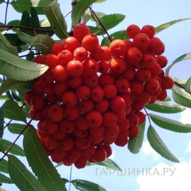Рябина Сахарная Петрова красная