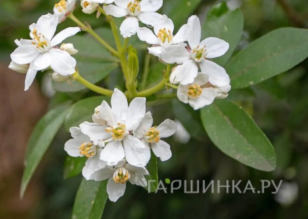 Шуазия тройчатая Мэджикал Аваланш