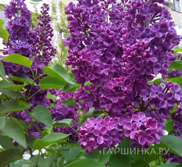 Сирень Адмирал Нахимов