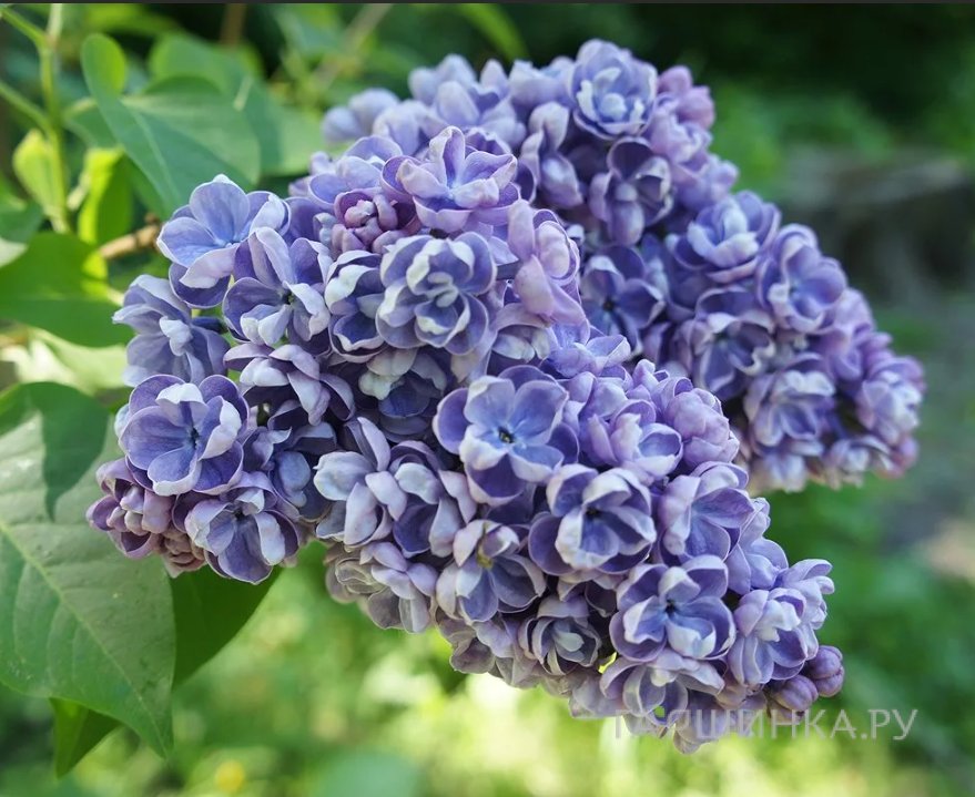 Сирень Ами Шотт