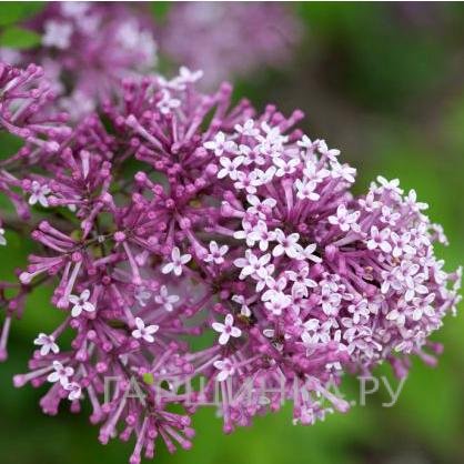 Сирень Мейера Флауэрфест Пурпл