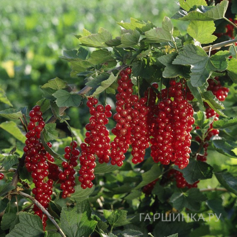 Смородина Ровада красная