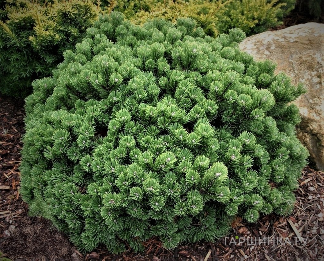 Сосна горная Шервуд Компакт